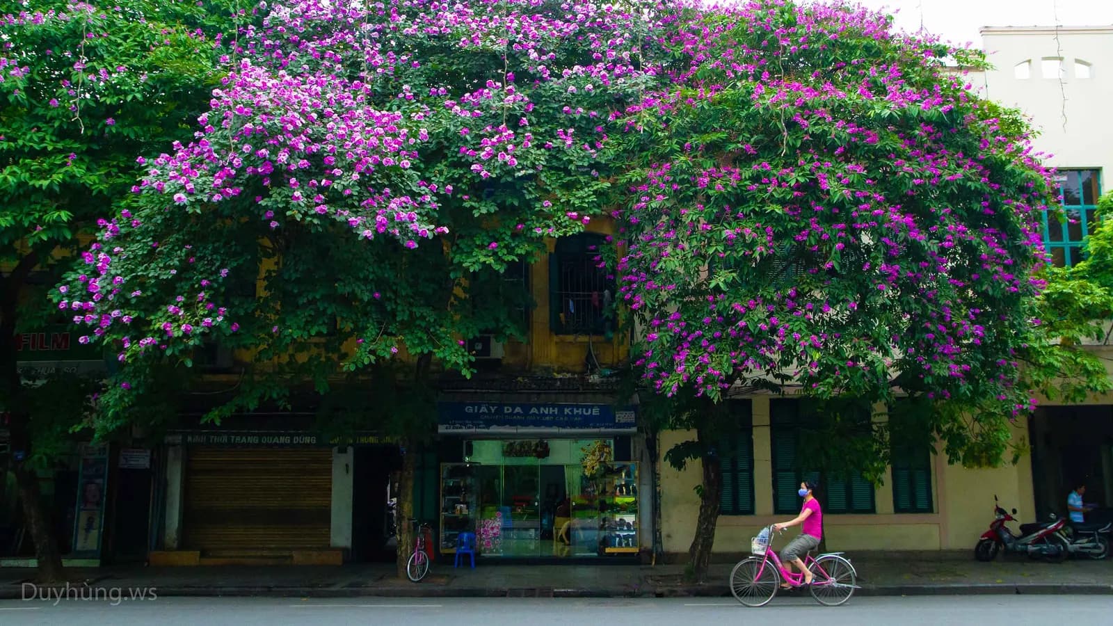 Viết cho mùa bằng lăng tím ngắt Hà Nội phố
