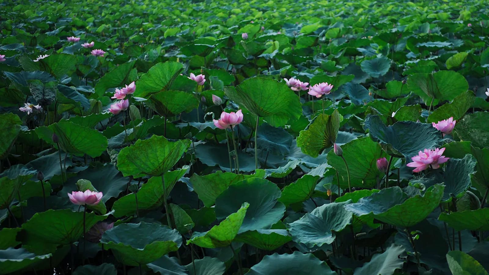 Phở và một sáng Hà Nội