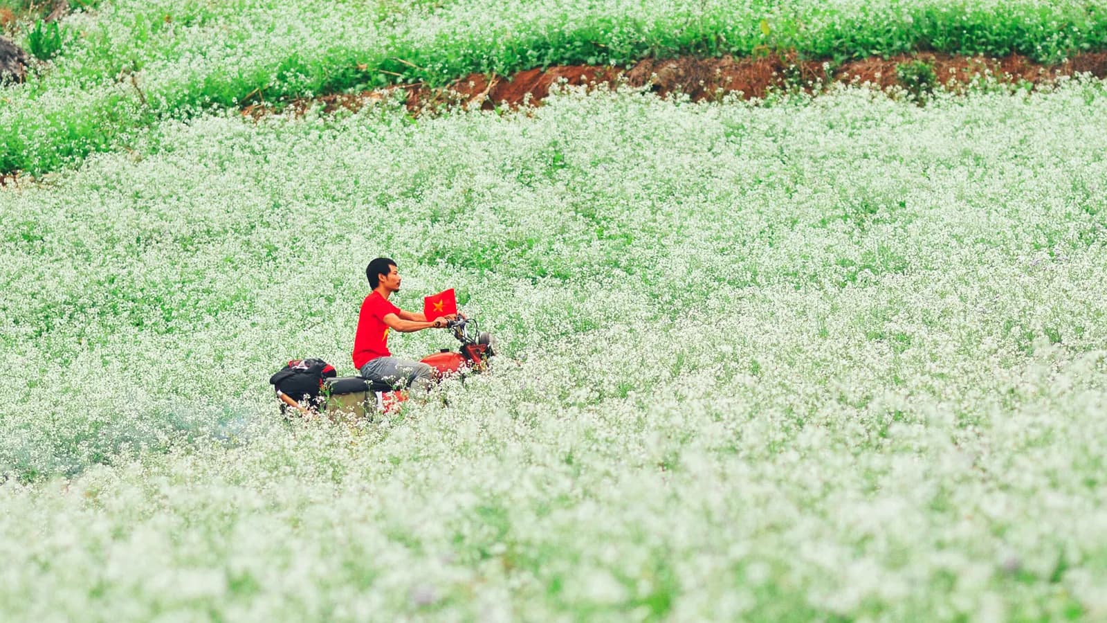 Mộc Châu, những ngày hoa cải phủ trắng đồi