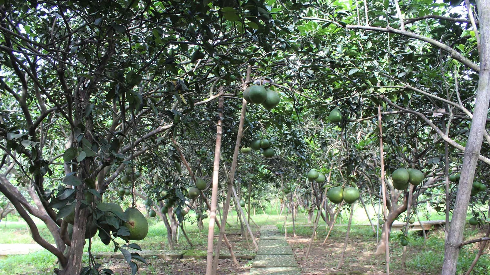 Về thăm làng bưởi Tân Triều