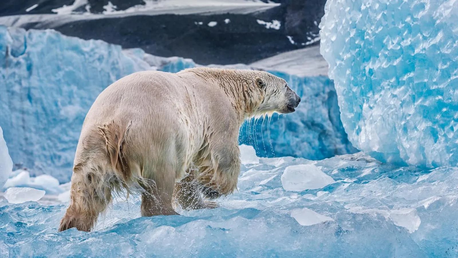 Born To Ice, chuyện kể về vùng đất băng tuyết thần kỳ