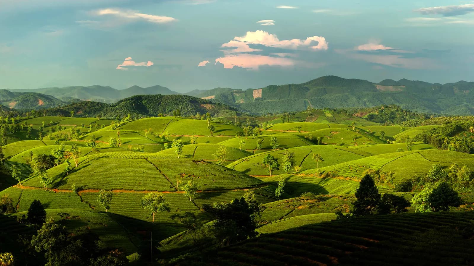 Long Cốc, xứ sở của những đồi chè