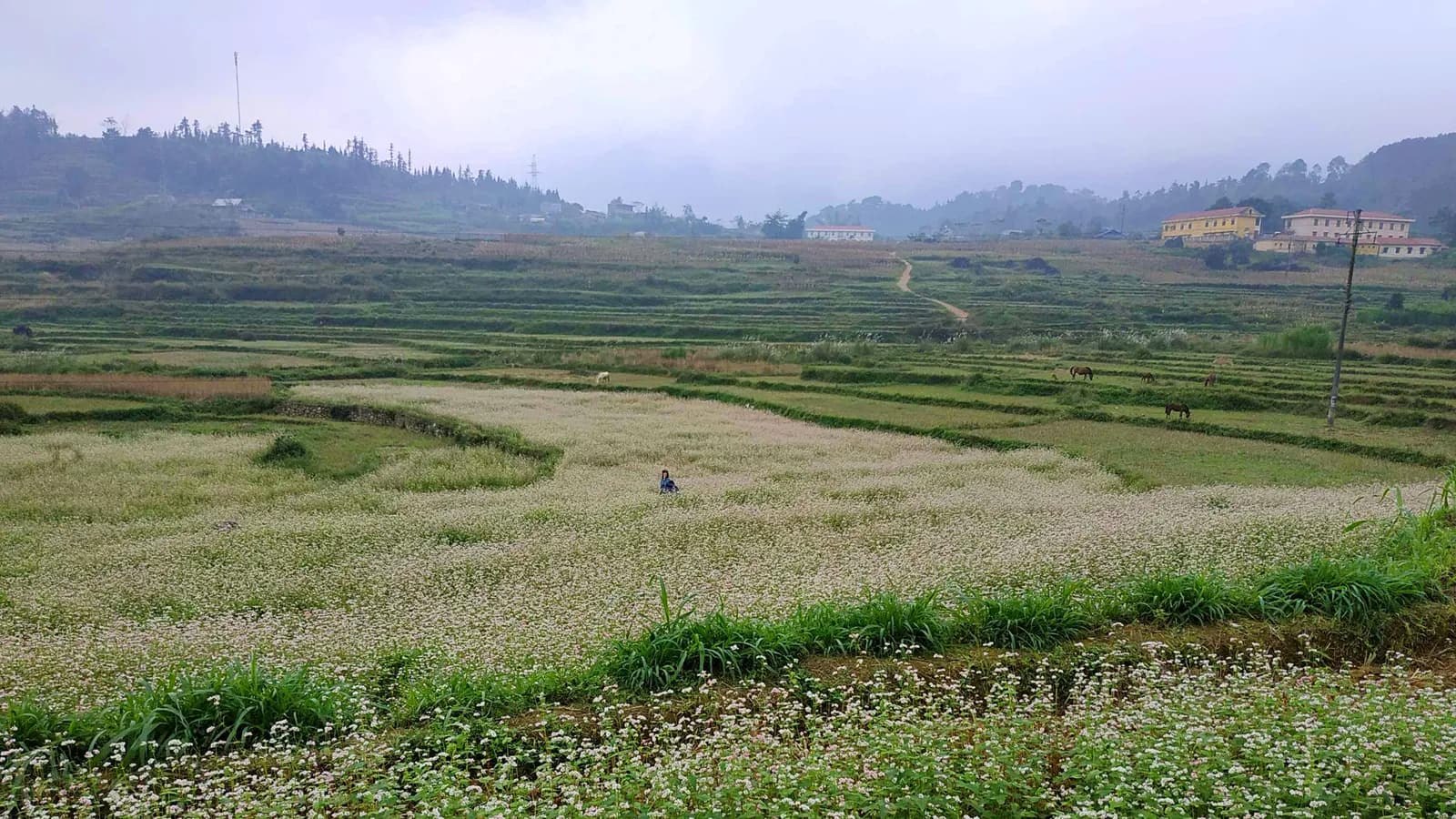 Vùng đất tam giác mạch (phần 1)