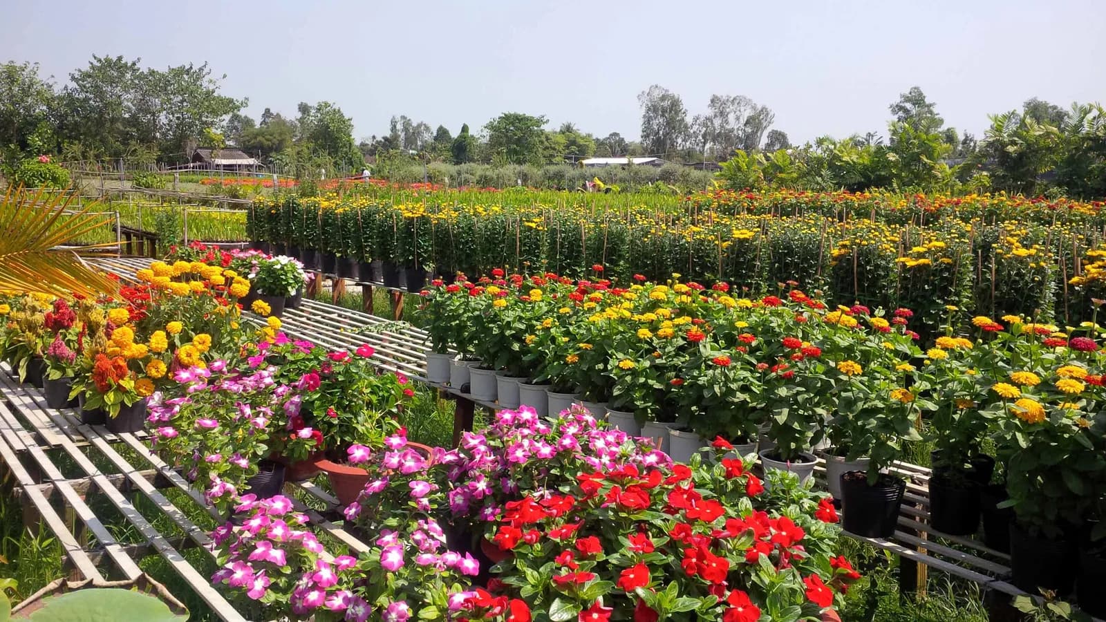 Làng hoa Sa Đéc rộn ràng trước Xuân