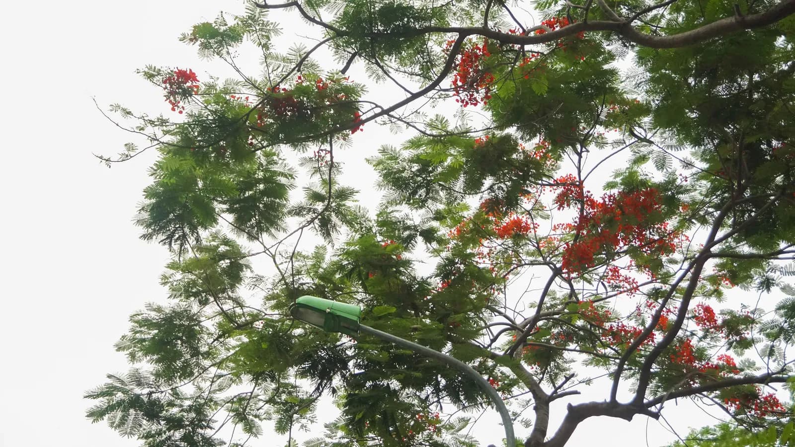 Có một mùa hạ nơi Hà Nội