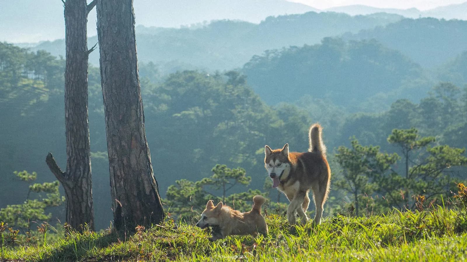 Team “ con sen” hãy bỏ túi ngay 3 quán cà phê thú cưng đẹp mộng mơ tại Đà Lạt