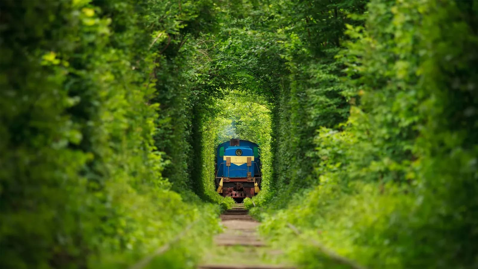 Chiêm ngưỡng ''đường hầm tình yêu'' như bước ra từ truyện cổ tích ở Ukraina