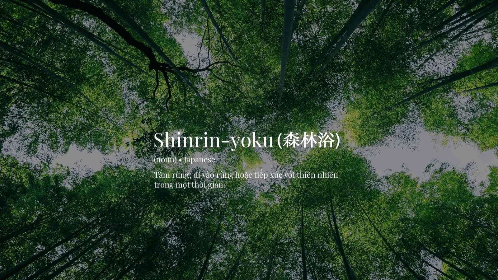 Shinrin-yoku: Nghệ thuật tắm rừng của Nhật Bản 