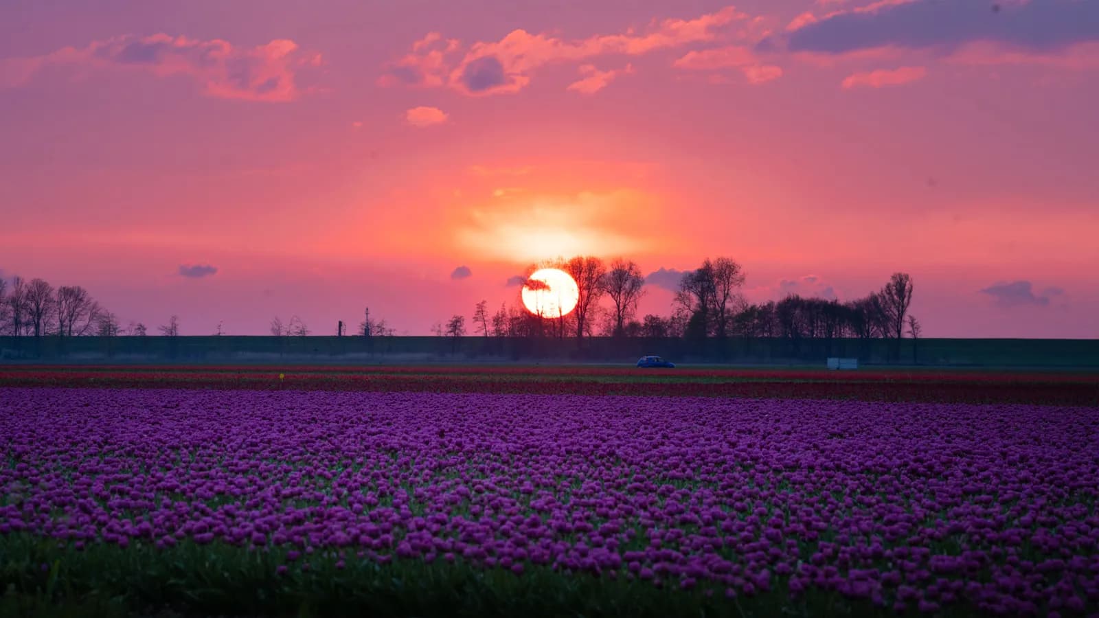 Ngắm nhìn cánh đồng hoa Tulip nở rực tại Hà Lan