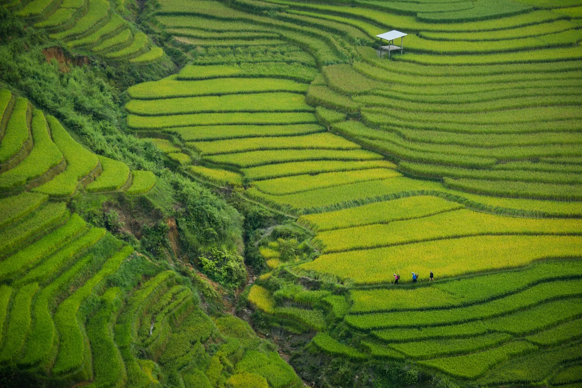 Việt Nam thuộc top những trung tâm du lịch thay thế quan trọng toàn cầu