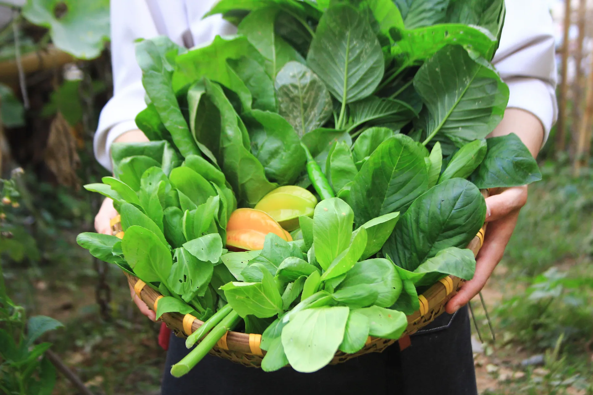 Vườn xanh của bếp trưởng
