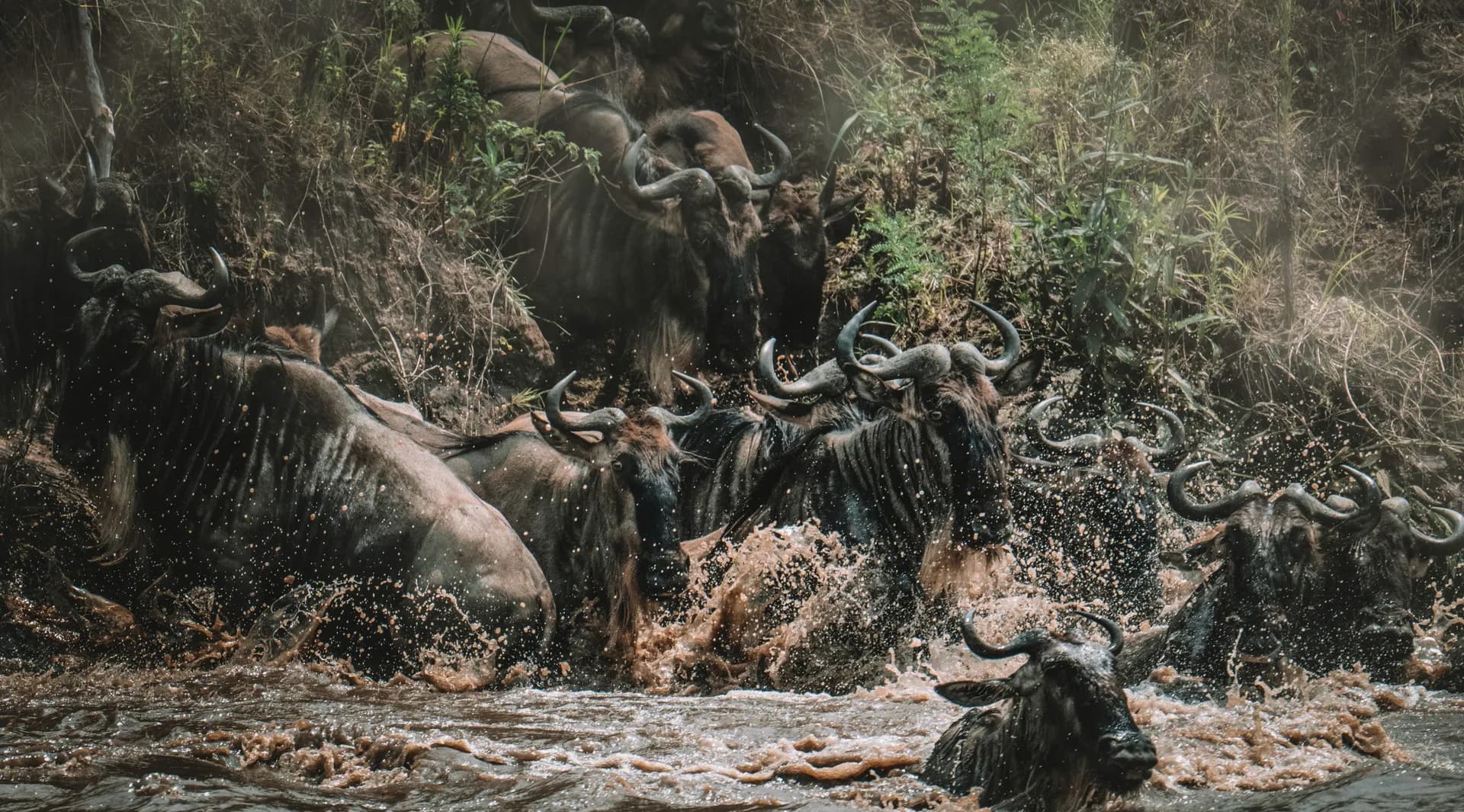 Hành trình đến Kenya, theo dấu cuộc di cư vĩ đại ở Masai Mara