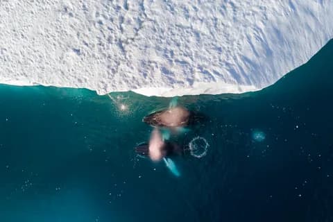 Đến Greenland săn cá voi