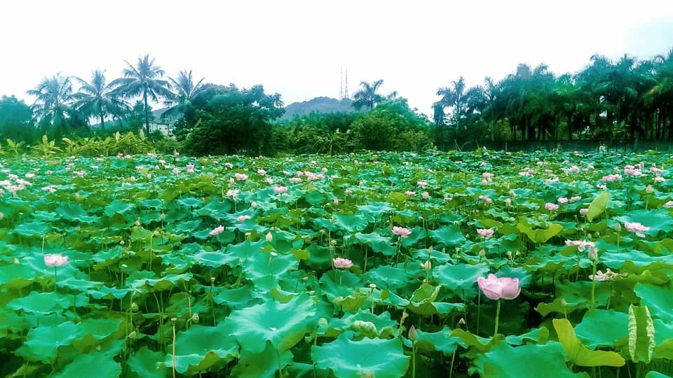 Ngày hạ, tìm sen tôi tìm em