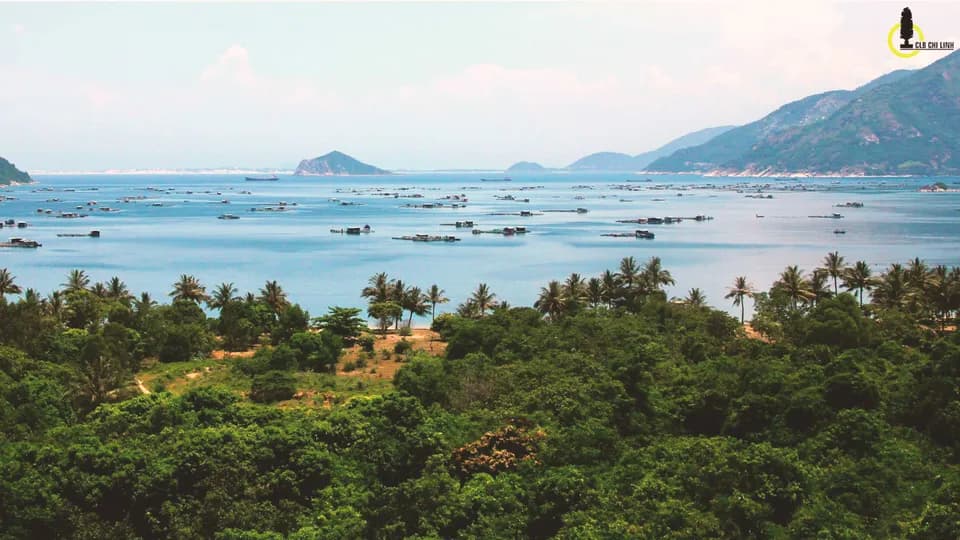Ai qua xứ Nẫu ngắm hoa vàng cỏ xanh
