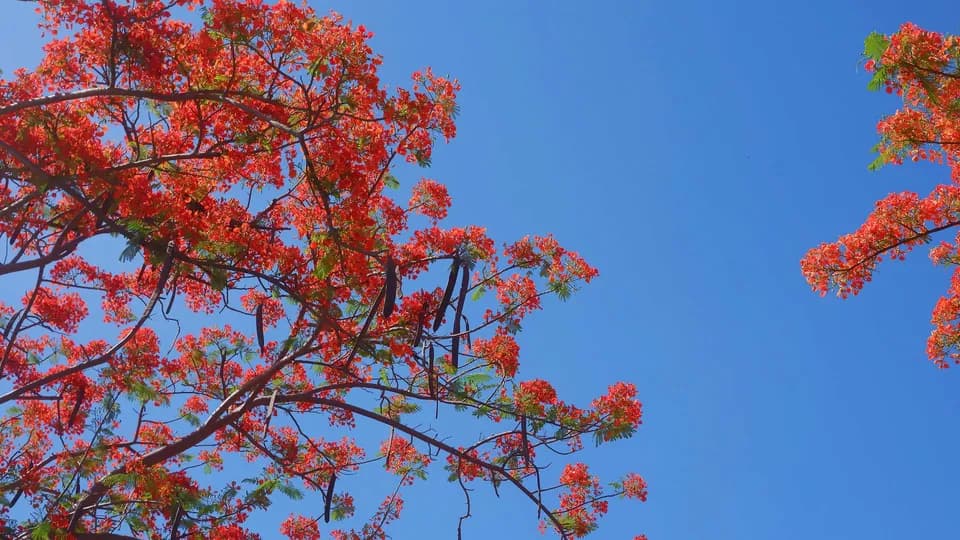 Giữa Sài Gòn mưa thu nhớ một hè Vũng Tàu biển xanh phượng đỏ