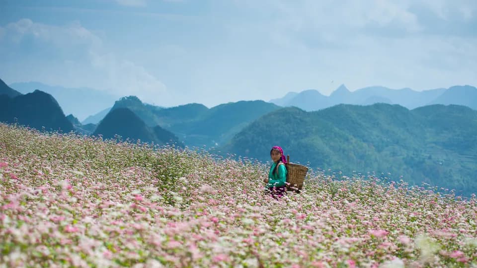 Khám phá những mùa hoa Tam Giác Mạch