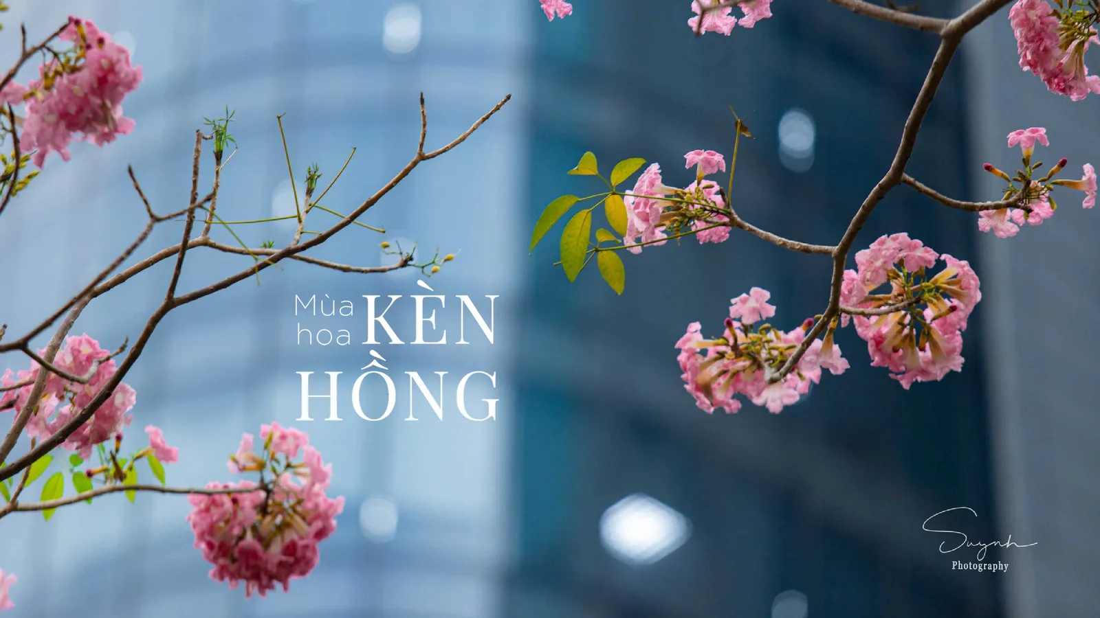 Sài Gòn hoá nàng thơ với sắc kèn hồng gây thương nhớ 