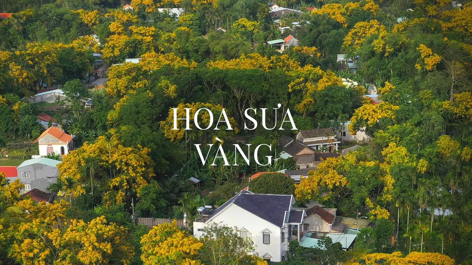Hoa sưa vàng nở rực, báo hiệu một mùa hè đang đến gần
