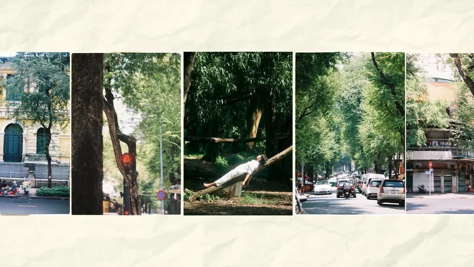 Mùa hè qua những tiếng ve kêu