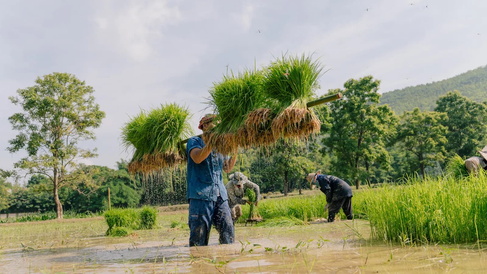 Du lịch nông nghiệp Thái Lan: Khám phá thiên nhiên kết hợp văn hóa độc đáo